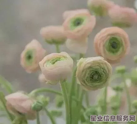 原神冰雾花花朵数量异常及解决方法探究